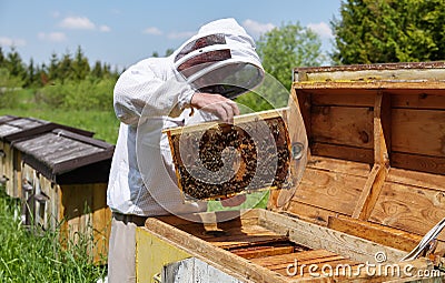 Apiculture. Apiary. Wooden hive. Beekeeper holds in the hands the frame of honeycombs. Carpathian honey bee. Pretty wooden hives. Stock Photo