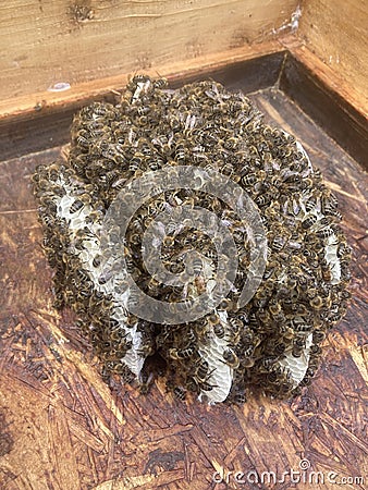 Apis Mellifera honeybees have built beeswax comb in a beehive lid as they need more space. Beekeeping Stock Photo