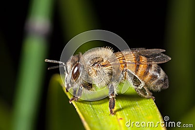 Apis mellifera western honey bee Stock Photo