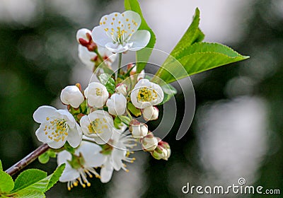 Aplle blossom in an orchard Stock Photo