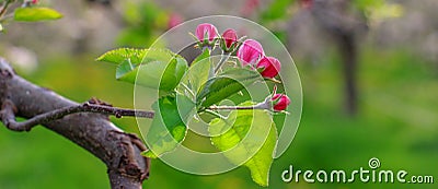 Aplle blossom in an orchard Stock Photo