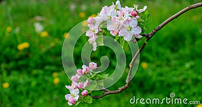 Aplle blossom in an orchard Stock Photo