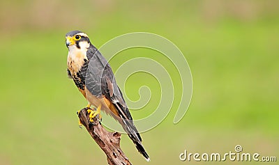 Aplomado Falcon Stock Photo