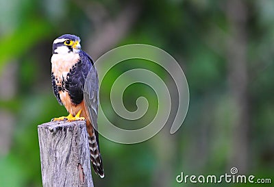 Aplomado Falcon ( Falco femoralis) Stock Photo