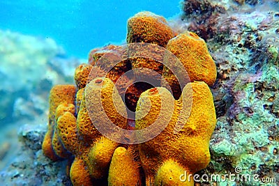 Yellow/Golden tube Mediterranean sponge - Aplysina aerophoba Stock Photo