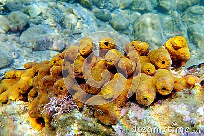 Mediterranean Yellow tube sea sponge - Aplysina aerophoba Stock Photo