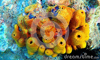 Yellow/Golden tube Mediterranean sponge - Aplysina aerophoba Stock Photo