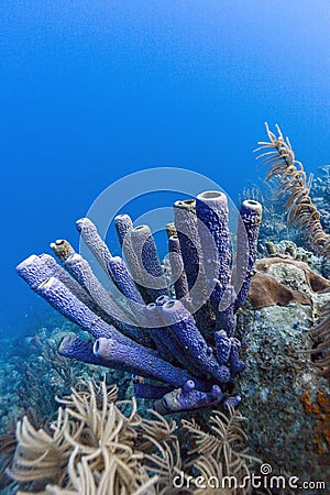 Aplysina archeri,stove-pipe sponge Stock Photo