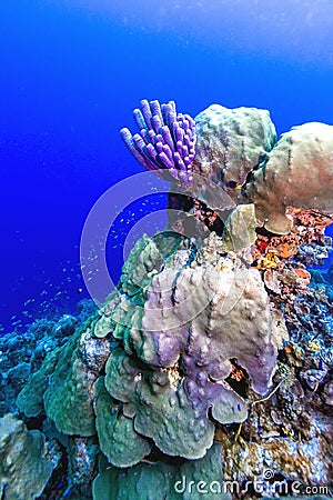 Aplysina archeri,stove-pipe sponge Stock Photo