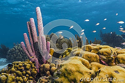 Aplysina archeri,stove-pipe sponge Stock Photo