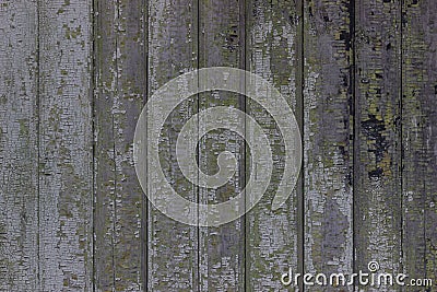 Apocalyptic old wood wall from scratched planks with peeling paint. Vertical boards Stock Photo