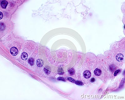 Apocrine sweat gland. Columnar epithelium Stock Photo