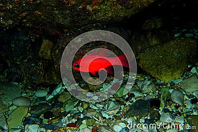 Apogon imberbis - Mediterranean Cardinalfish, King of the Mullets Stock Photo