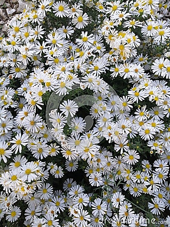 Apollo aster bush. garden and vegetable garden, white flowers Stock Photo