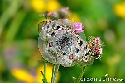 Apollo Butterfly - Parnassius apollo, beautiful iconic endangered butterfly from Europe. Stock Photo