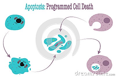 Apoptosis: Programmed Cell Death Vector Illustration