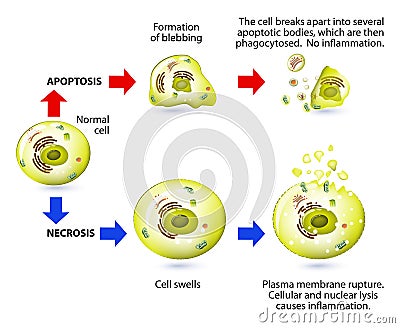 Apoptosis and necrosis. Difference. Vector Illustration
