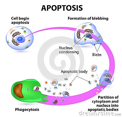 Apoptosis Vector Illustration