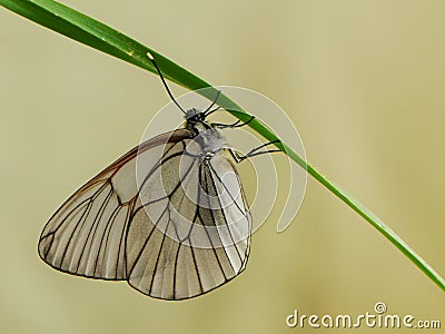 Aporia crataegi butterfly sits on a blade of grass waiting for the first rays of the sun Stock Photo