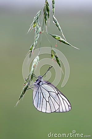 Aporia crataegi butterfly on a white wild flower early in the morning Stock Photo