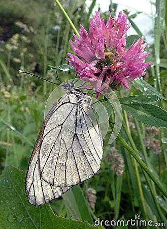 Aporia crataegi Stock Photo