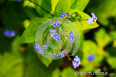 Appalachian Bluet - Houstonia serpyllifolia Stock Photo