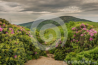 Appalachian Trail Cuts Through Rhododendron Garden Stock Photo