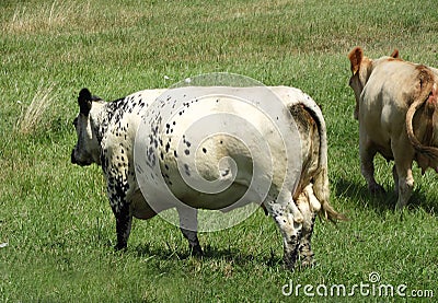 Speckle Park cow walks away towards field Stock Photo