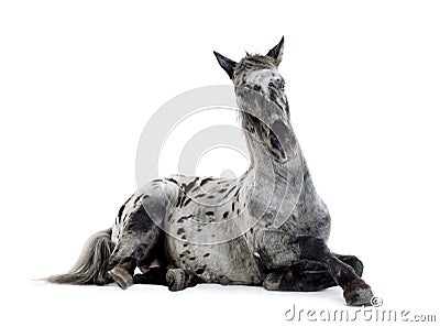 Appaloosa horse Stock Photo