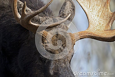 Appealing bull moose close up highlights brown eye and paddled antlers Stock Photo