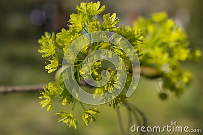 Green flowers of the maple on the branches of the tree. Stock Photo