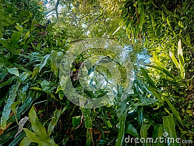 the appearance of a large tree in Mamuju city park overgrown with weeds on its trunk Stock Photo