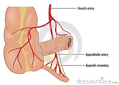 Appendicular blood supply Vector Illustration