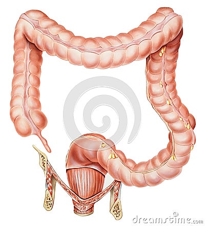 Appendix, Colon and Rectum Stock Photo