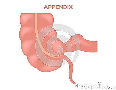 Appendix illustration / stomach Vector Illustration