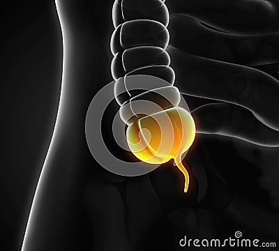 Appendix Pain Illustration Stock Photo