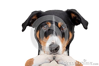 Covering the mouth dog with paws Stock Photo