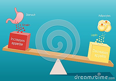 Appetite control and regulation. Hunger and Satiety hormones. Ghrelin and Leptin Vector Illustration