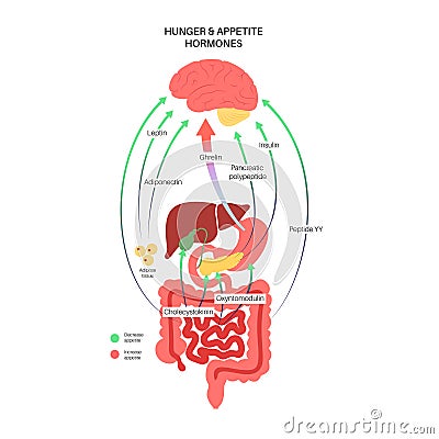 Hunger appetite hormones Vector Illustration