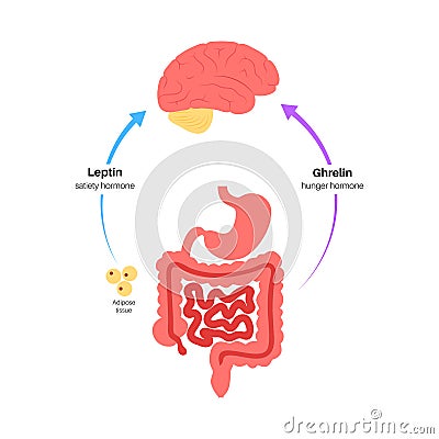 Hunger appetite hormones Vector Illustration