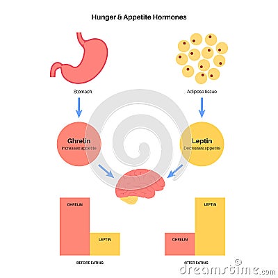 Hunger appetite hormones Vector Illustration