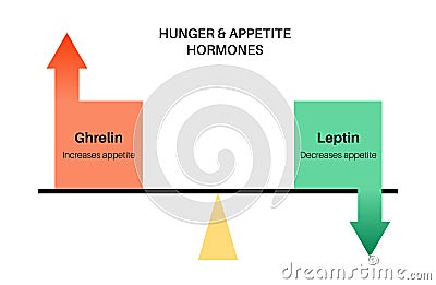 Hunger appetite hormones Vector Illustration