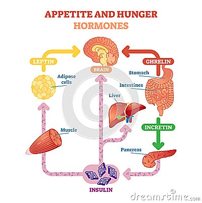 Appetite and hunger hormones vector diagram illustration, graphic educational scheme. Educational medical information. Vector Illustration