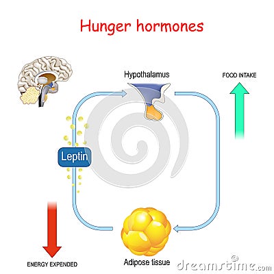 Appetite, leptin hormone and adipose tissue Vector Illustration