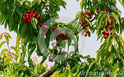 Nice inviting view of a red fresh cherry berries on a tree branches in farm garden of Niagara region, Ontario, Canada Stock Photo