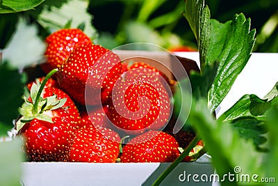 Appetizing and delicious beautiful strawberries. Fresh strawberry Stock Photo