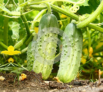 Appetizing green cucumbers in a kitchen garden Stock Photo