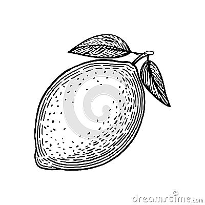 Appetizing lemon. Sour fruit. Hand drawn sketch. Vintage style. Black and white vector illustration isolated on white background Vector Illustration