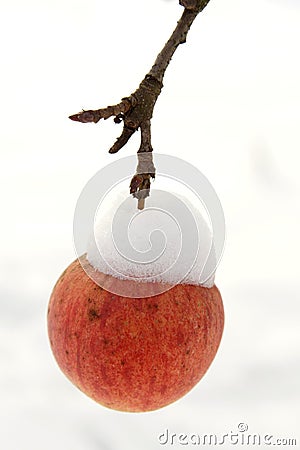 Apple Stock Photo