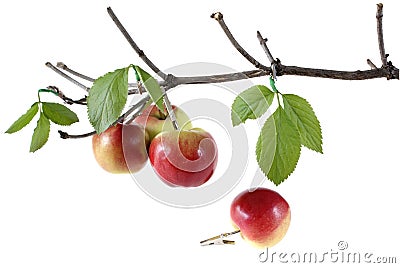 Apple Stock Photo